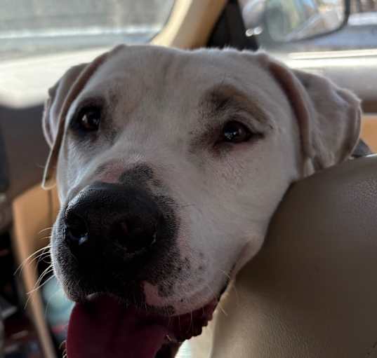 Photo of Moose