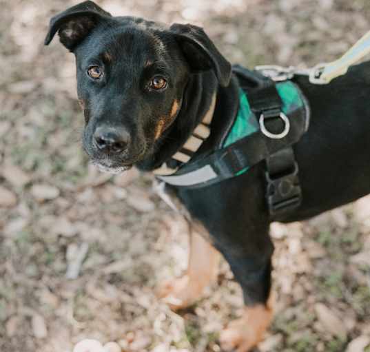 Photo of Rango
