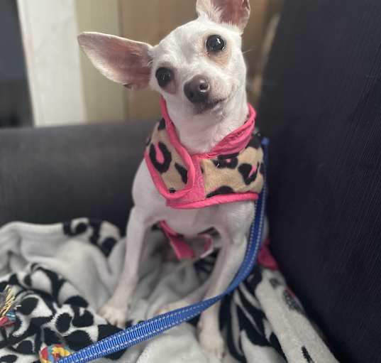 Photo of Cindy Caliente - adoption pend