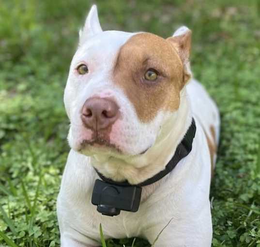 Photo of Lucy