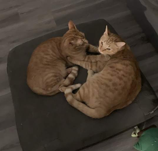 Photo of Tootsie Roll & Sweet Low