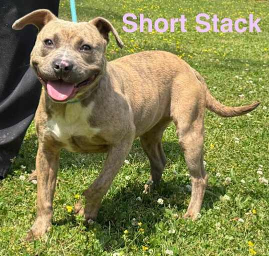 Photo of Short stack aka Larissa (1018 w 26th #1)
