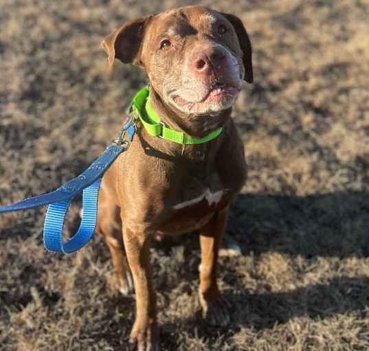 Photo of Butch