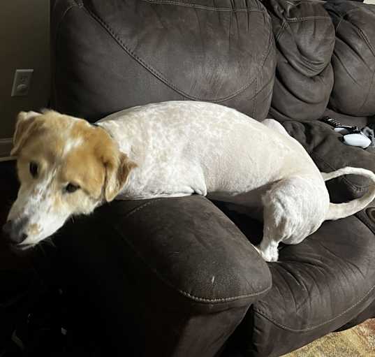 Photo of Bear