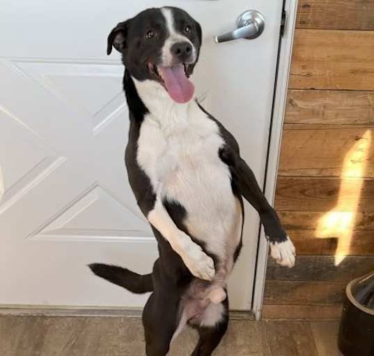 Photo of Tippy