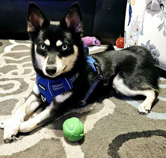 Photo of Maximus (Max)