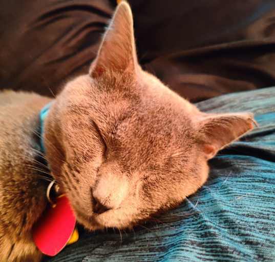 Photo of Buddy