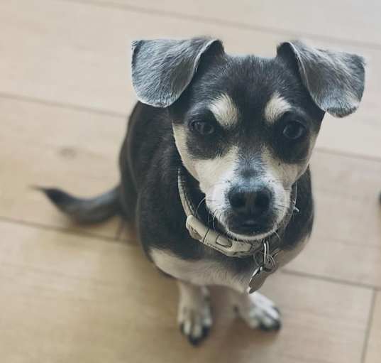 Photo of Odie