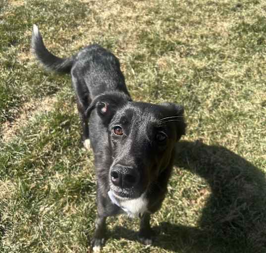 Photo of Midnight