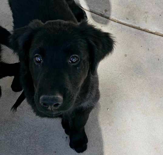 Photo of Basil
