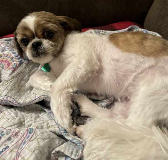 Photo of Rosie