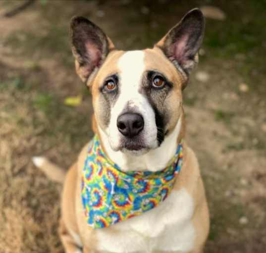 Photo of Ollie