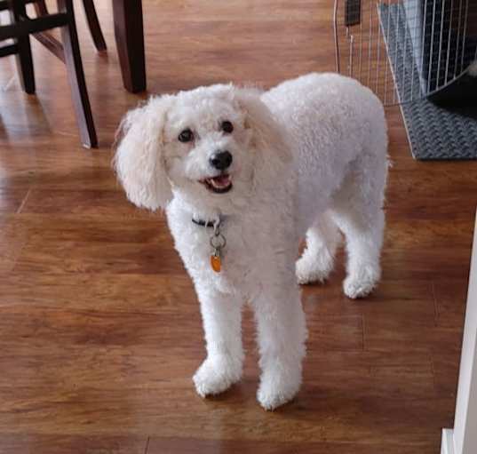 Photo of Pooh Bear (Rehoming Fee $50)