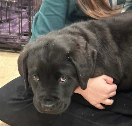 Photo of Benny - Adoption Pending!