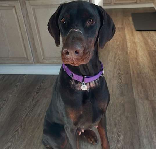 Photo of Luna