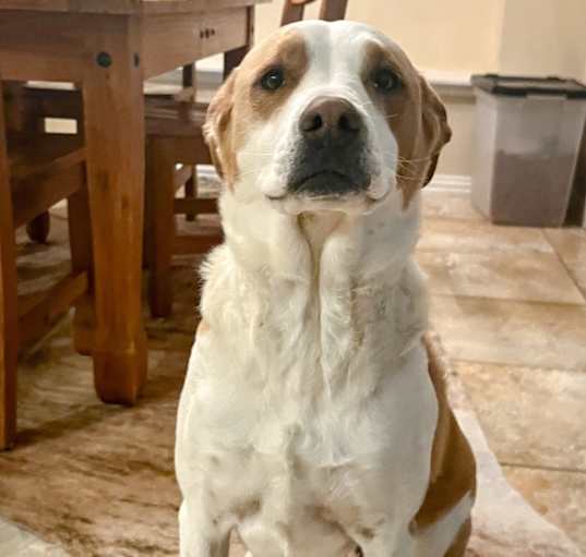 Photo of Sage