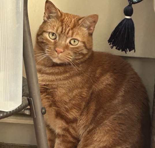 Photo of Remington