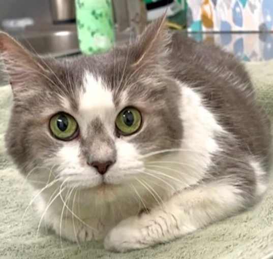 Photo of 656309 Missy