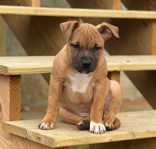 Photo of Bailey