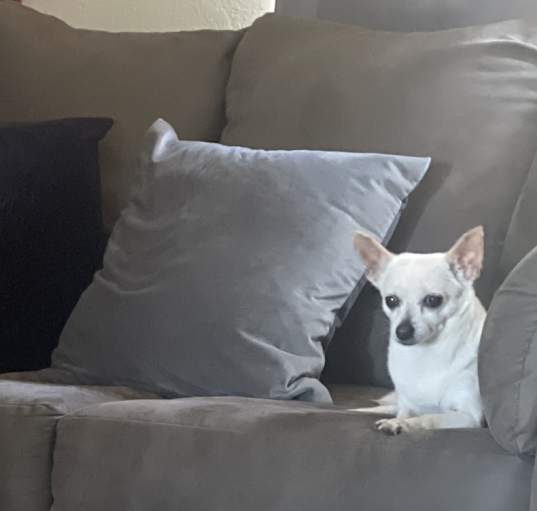 Photo of Cupcake