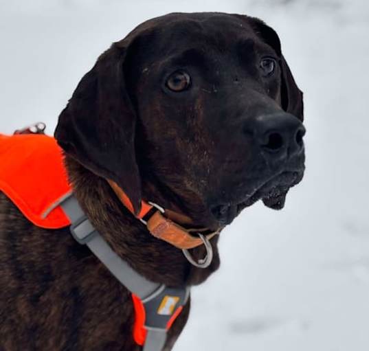 Photo of Bucky