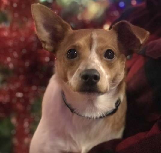 Photo of Copper