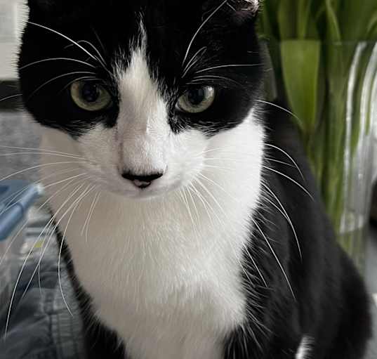 Photo of Moo moo