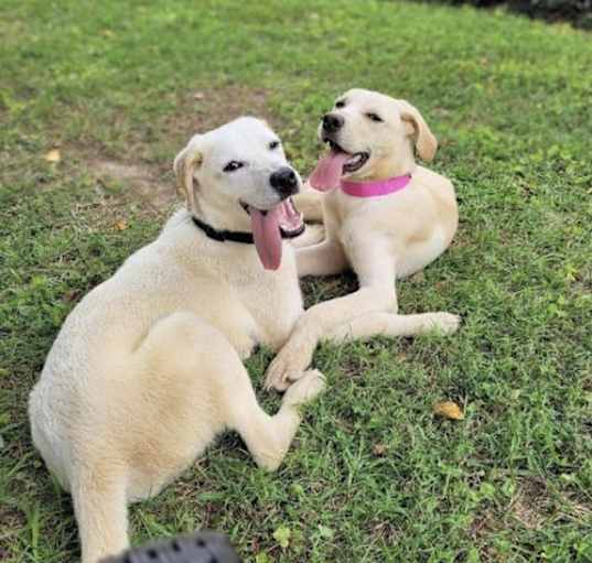 Photo of Jill & Jack - NEED HELP ASAP!