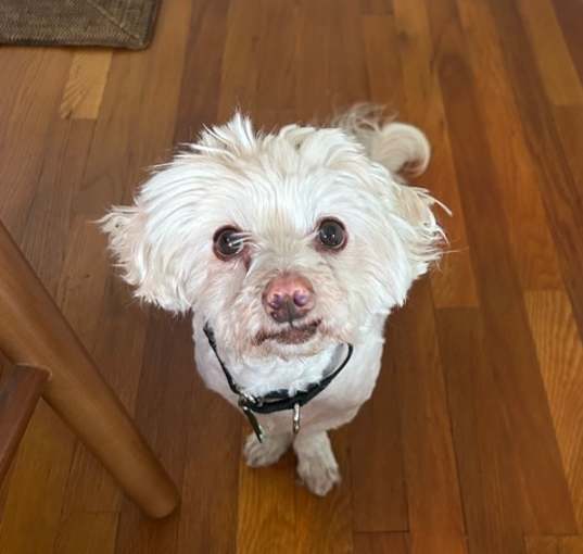 Photo of Harut