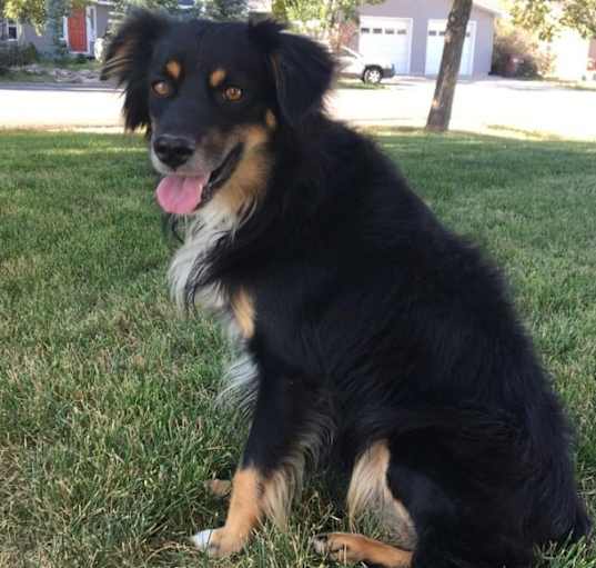Photo of Tripp