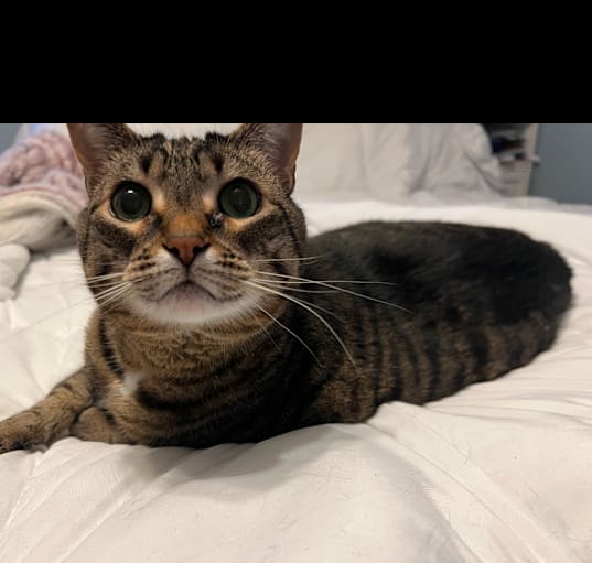 Photo of Lady