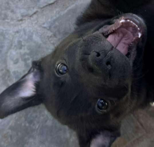 Photo of Midnight