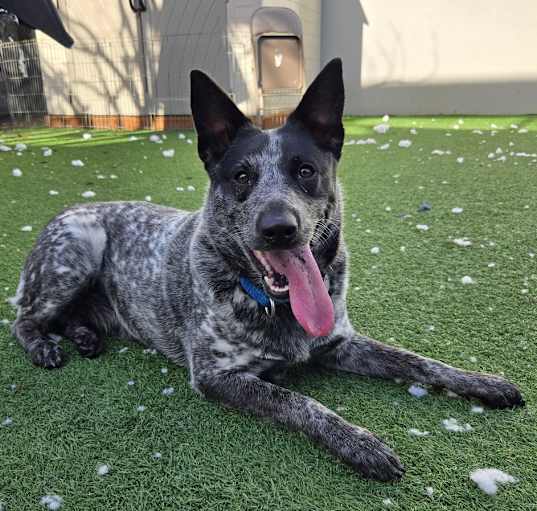 Photo of Cali