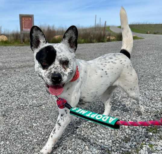 Photo of Poppy