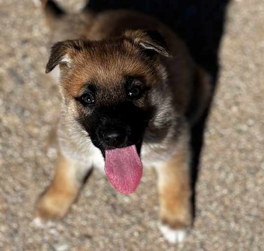 Photo of Lola