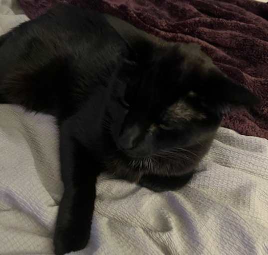 Photo of Snosh