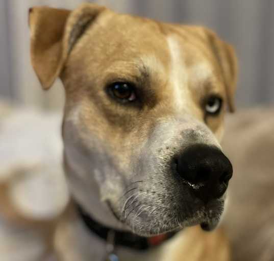 Photo of SCOOBY