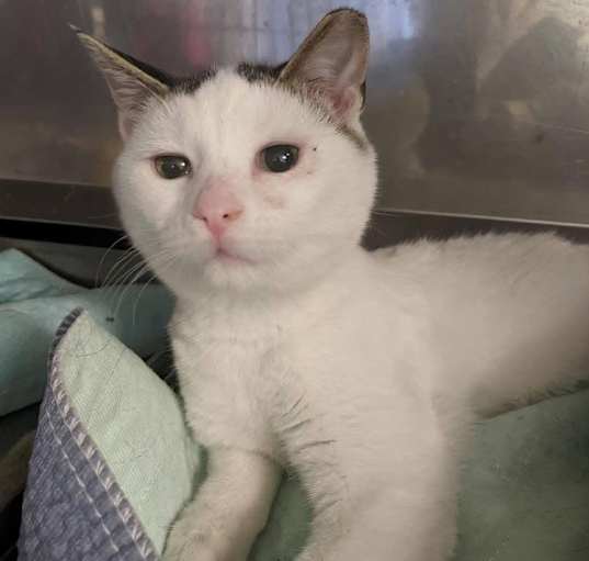 Photo of Harvey