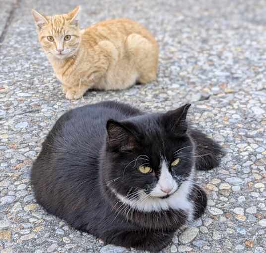 Photo of Ding Dong & Fanta (Courtesy Post)