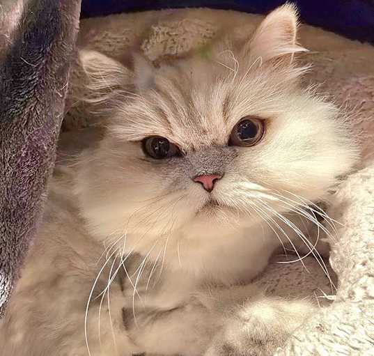Photo of Luna