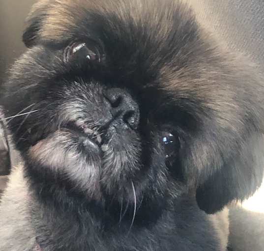Photo of Lacey