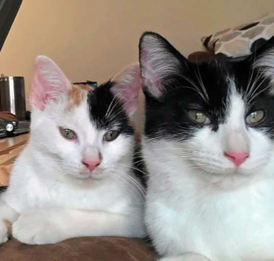 Photo of Forrest (Bonded to Salty)