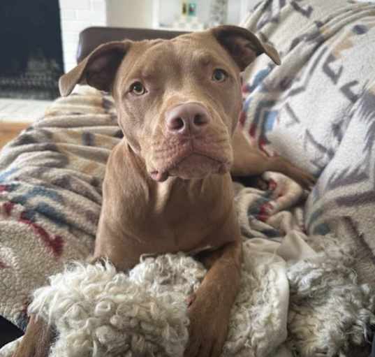 Photo of Goose