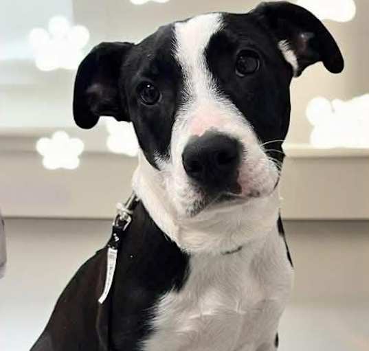 Photo of Dexter