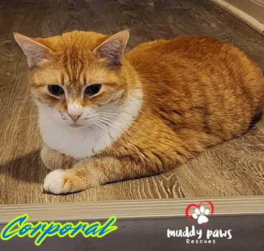 Photo of Corporal (Courtesy Post)