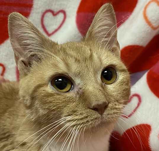 Photo of 7061 Peaches