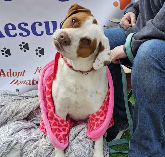 Photo of Roscoe
