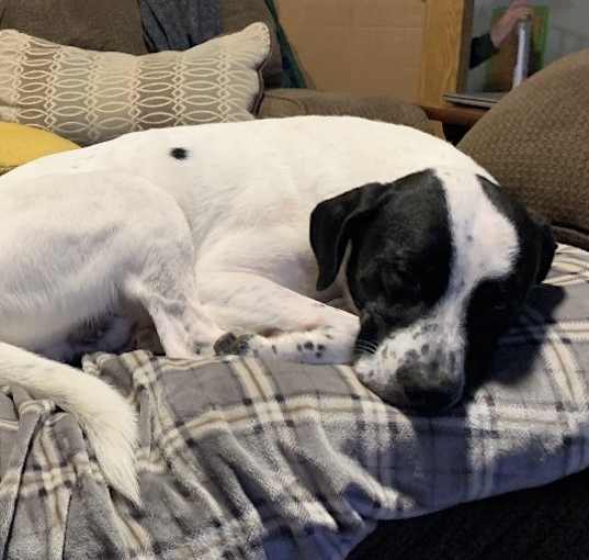Photo of Gunner