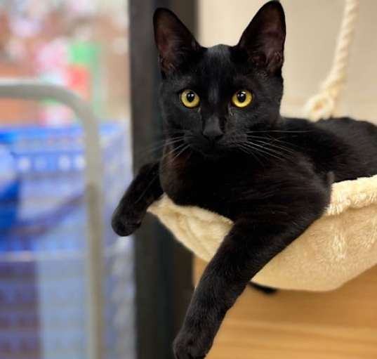 Photo of Mr. Lucky