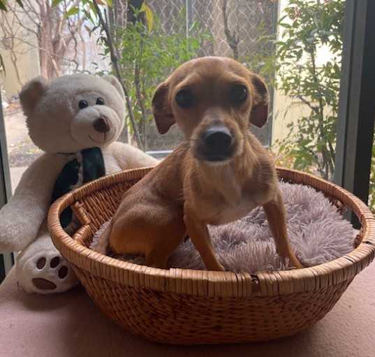 Photo of Ruffnut